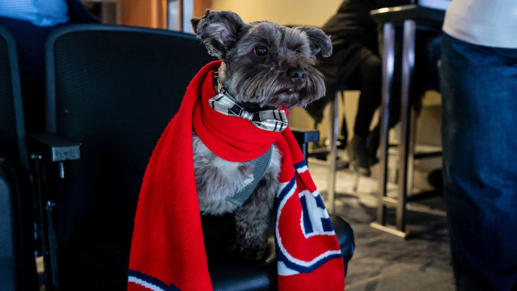 Concours passé: Assistez à un match avec votre chien – 22 mars, 2025